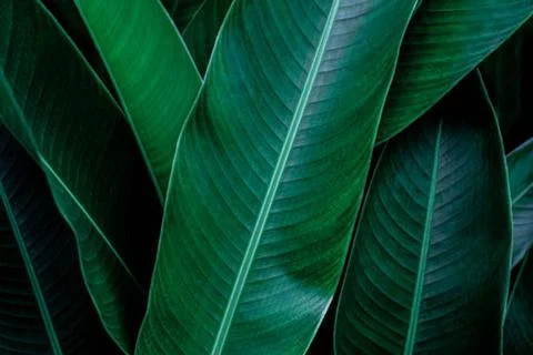 Banana leaf Stock Photos