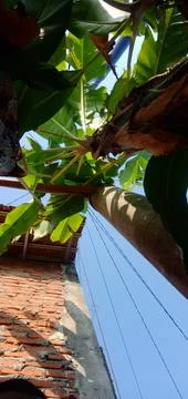 Banana leaf 库存照片
