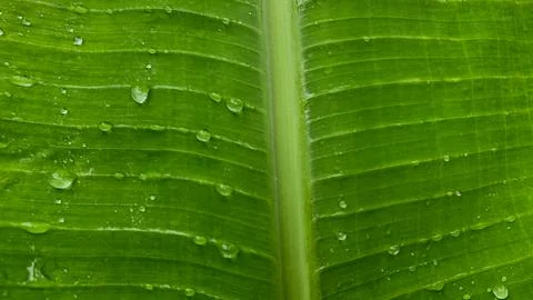 Banana leaf Stock Photos