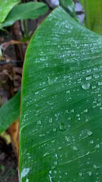 Banana leaf Stock Photos