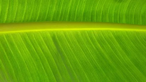 Banana leaf. Stock Photos