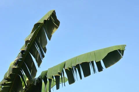 Banana leaf Stock Photos