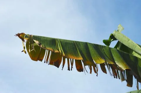 Banana leaf 写真素材