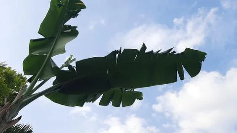 Banana leaf Stock Photos
