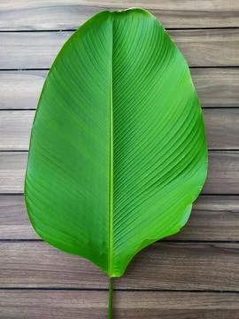 Banana leaf Foto stock