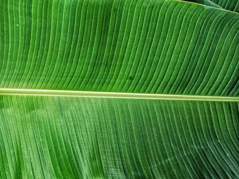 Banana leaf Foto stock