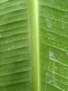 Banana leaf Stock Photos