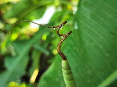 Banana leaf Stock Photos