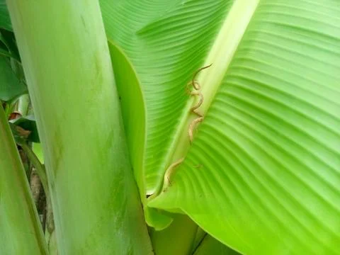 Banana leaf Stock Photos