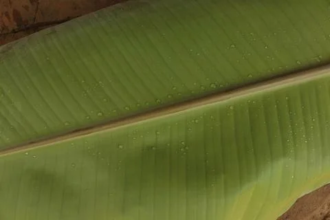 Banana Leaf Stock Photos