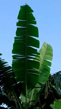 Banana leaf Foto stock