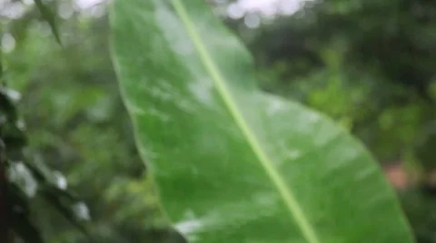 Banana Leaf in the Rain 库存影片 4885689