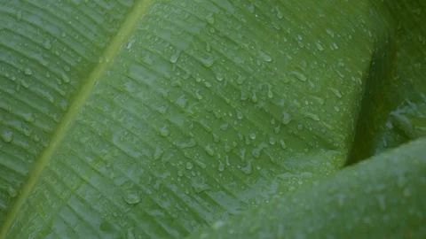Banana Leaf Raindrops Pattern Video stock 338358095
