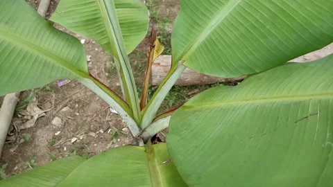 Banana leaf seen from above Stock Footage 197041477
