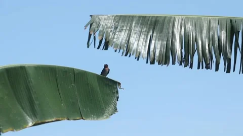 Banana leaf sheath Stock Footage 229241111
