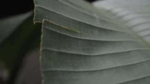 Banana leaf  small movement close up Video stock 145944416