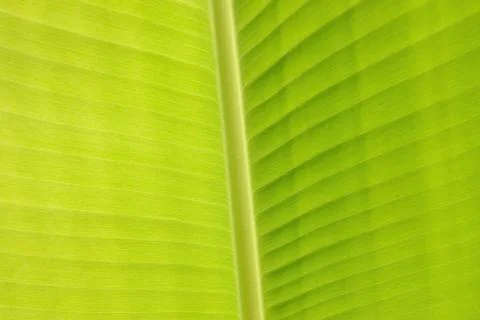 Banana leaf structure and texture closeup. Stock Photos