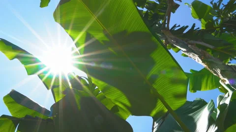 Banana leaf with sunlight shining Stock Footage 142676987