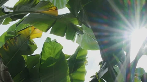 Banana leaf with sunlight shining through with rays and wind blowing Stock Footage 142677194