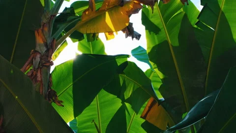 Banana leaf with sunlight shining through with rays and wind blowing Stock Footage 142677449