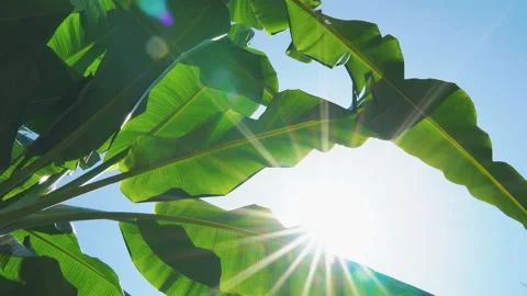 Banana leaf with sunlight shining through with sun rays Stock Footage 142678074