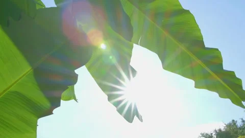 Banana leaf with sunlight shining through the leaf with the rays on blue sky Stock Footage 142704204