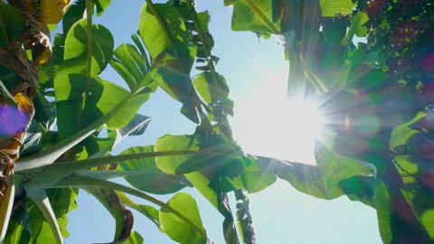 Banana leaf with sunlight shining through with the rays and wind blowing Stock Footage 151243371