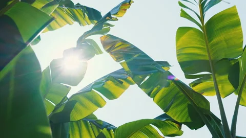 Banana leaf with sunlight shining through with the rays and wind blowing Stock Footage 151589168