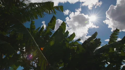 Banana leaf with sunlight shining through the leaf Stock Footage 200798896