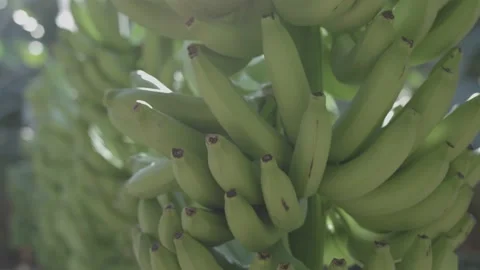 Banana leaf at sunset Video stock 150479485