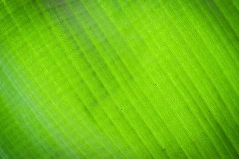 Banana leaf surface background and texture. Foto stock