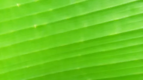 Banana leaf surface, footage. Stock Footage 289359192