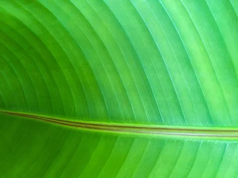 Banana leaf surface for texture background. Stock Photos