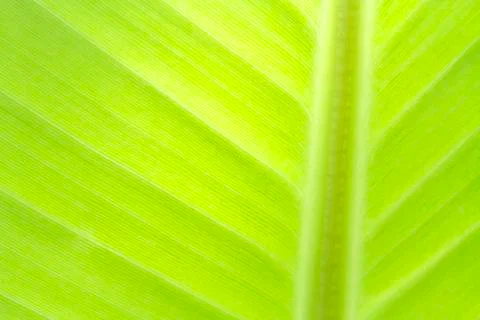 Banana leaf texture background of backlight fresh green. Stock Photos