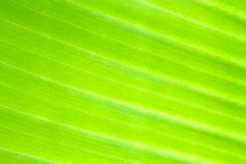 Banana leaf texture background of backlight fresh green . Stock Photos