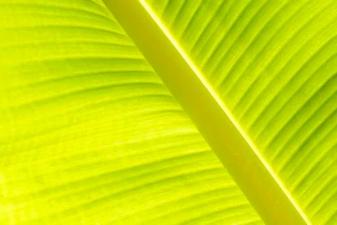 Banana leaf texture background of backlight fresh green. Stock Photos
