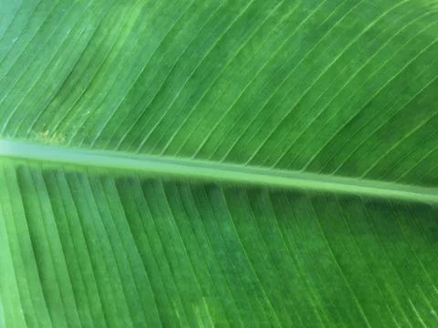 Banana Leaf Texture Background Stock Photos