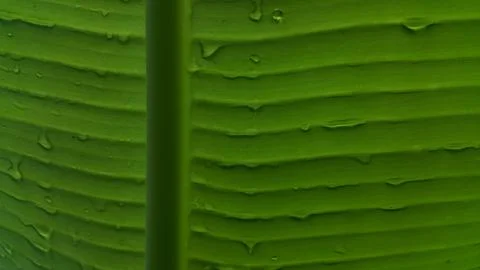 Banana leaf texture background. Stock Photos