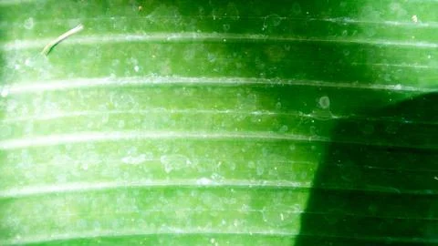 Banana leaf texture as a background Foto stock
