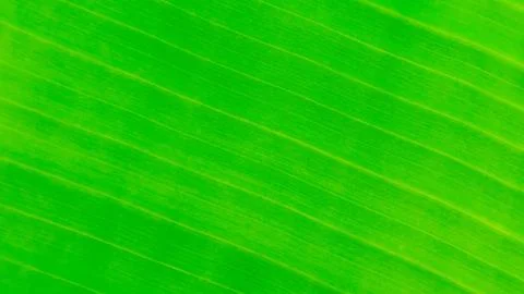 Banana leaf texture as a background Stock Photos