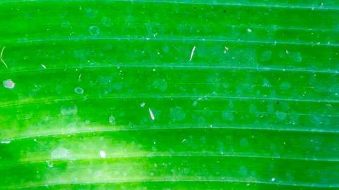 Banana leaf texture as a background Stock Photos