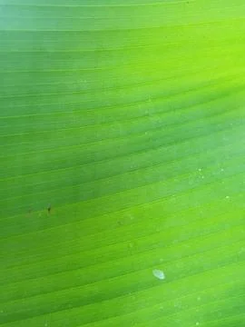 Banana Leaf Texture Background Stock Photos