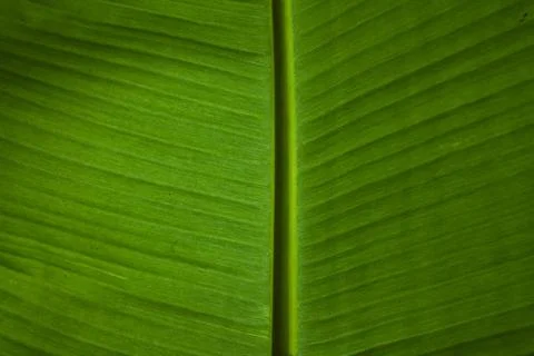 Banana leaf texture closeup Stockfoto's