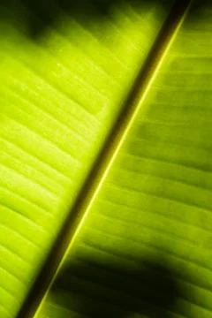 Banana leaf texture pattern background Stock Photos