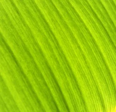Banana leaf texture Stock Photos