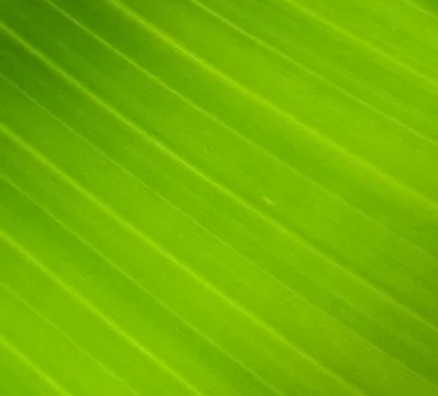 Banana leaf texture Stock Photos