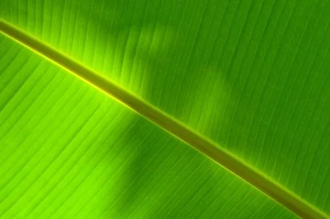 Banana leaf texture Stock Photos