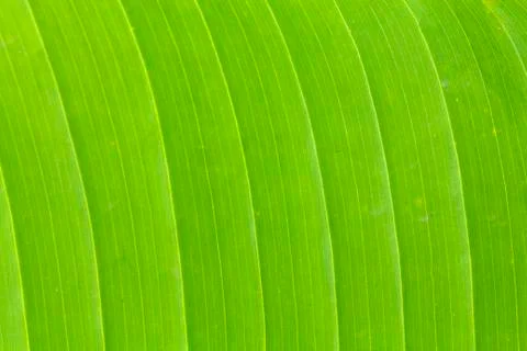 Banana leaf texture Stock Photos