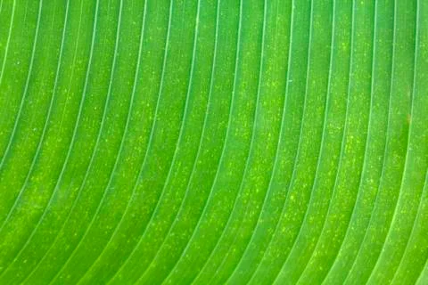 Banana leaf texture Stock Photos
