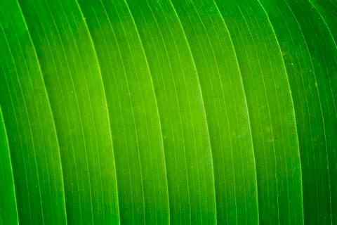 Banana leaf texture Stock Photos